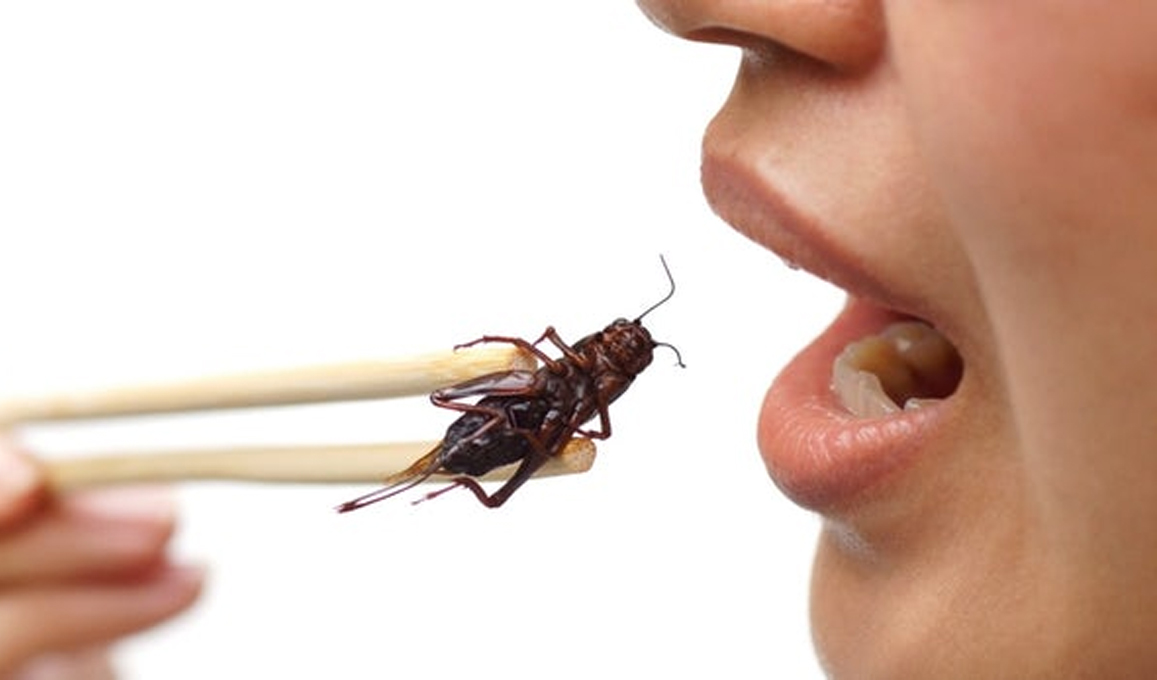 eating-crickets.jpg